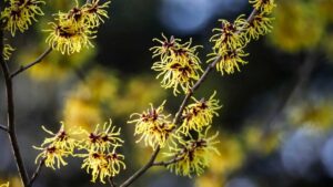 สารสกัด witch-hazel